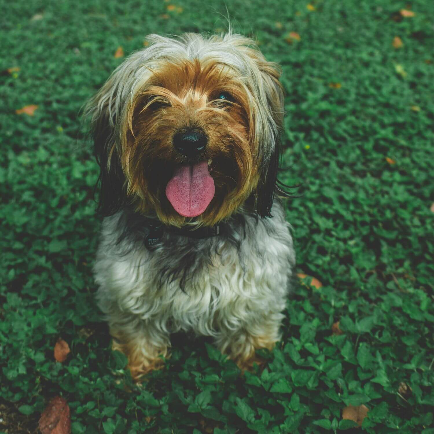 How to Choose the Perfect Bed for the Smallest Pets?