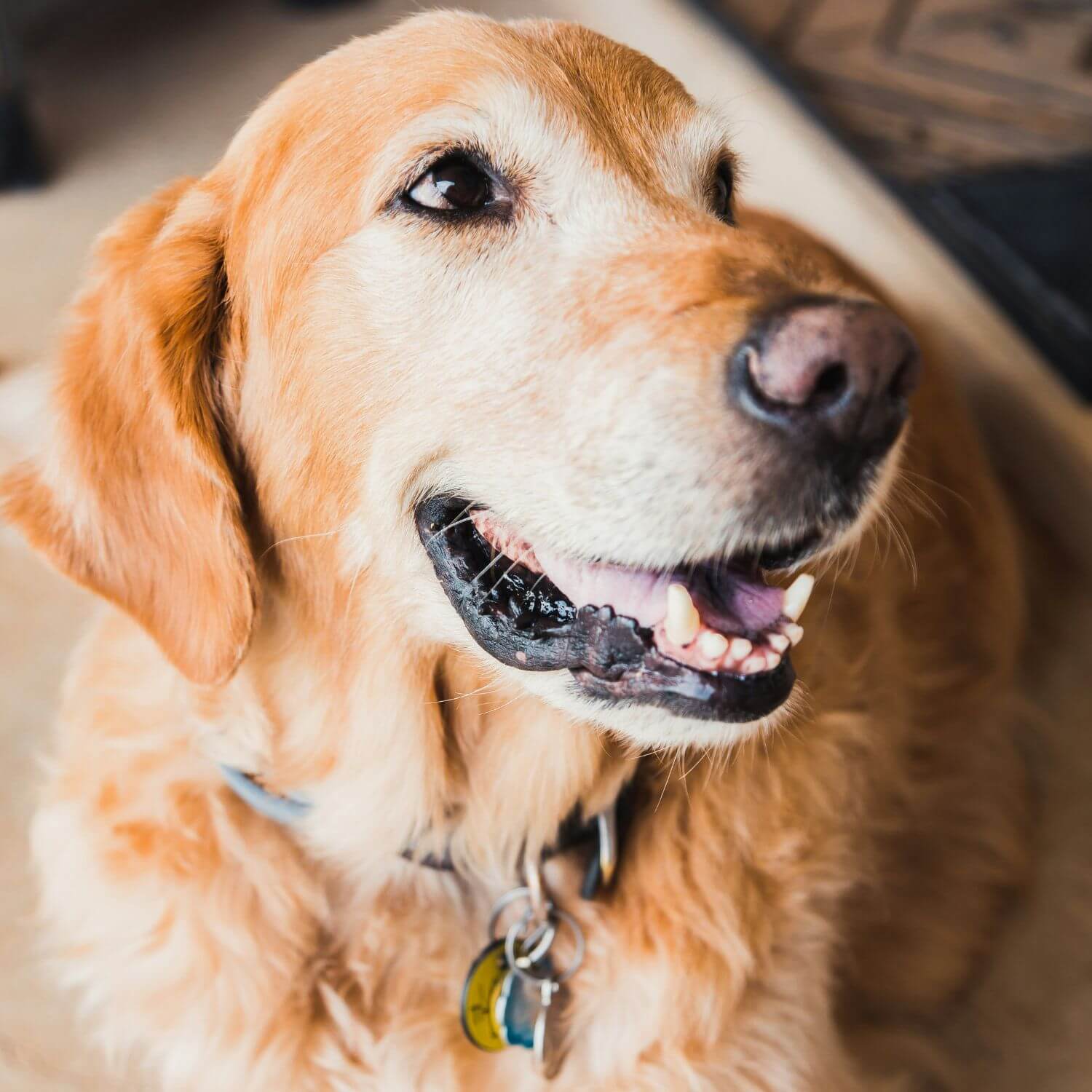 How to Ensure Comfort for Large Breed Dogs?