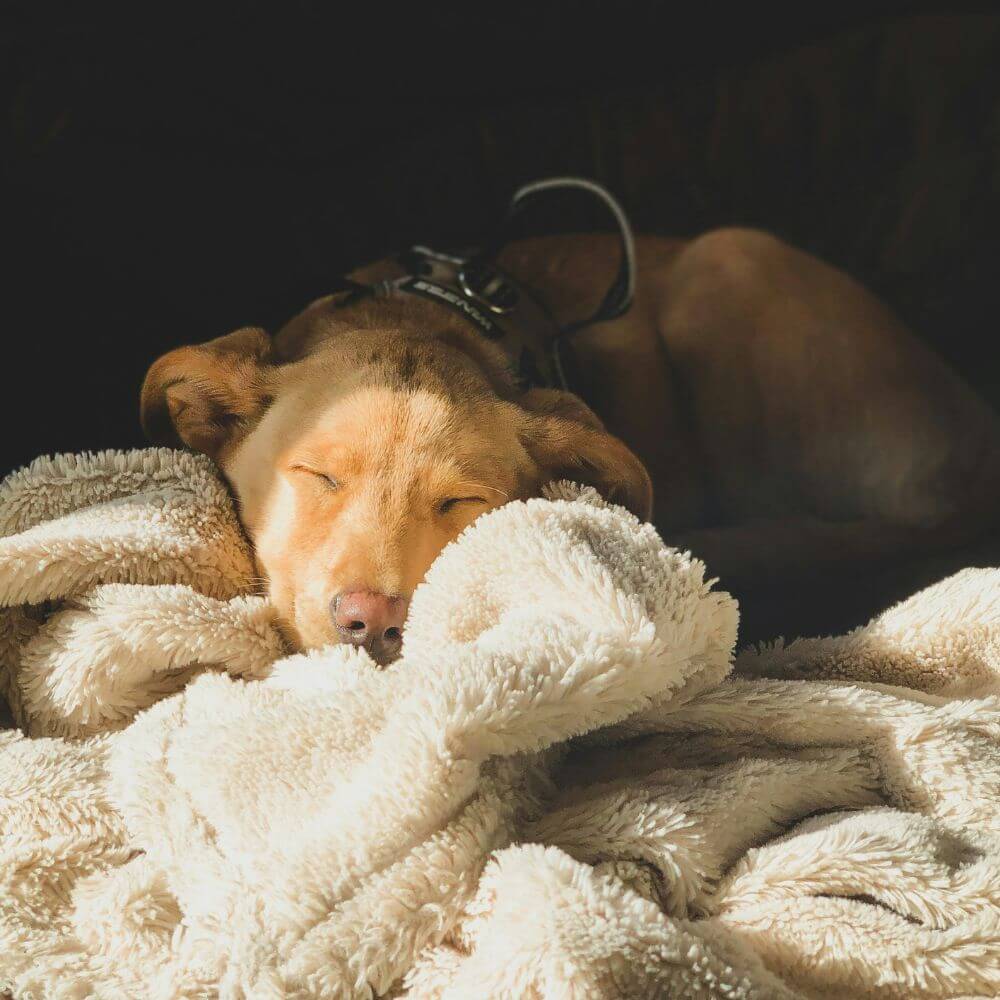 How many hours a day does a dog sleep? Sleeping Positions in Dogs