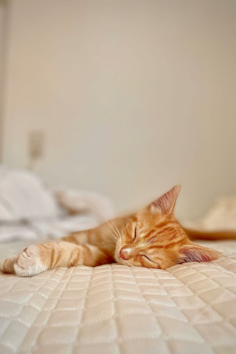 Purré
