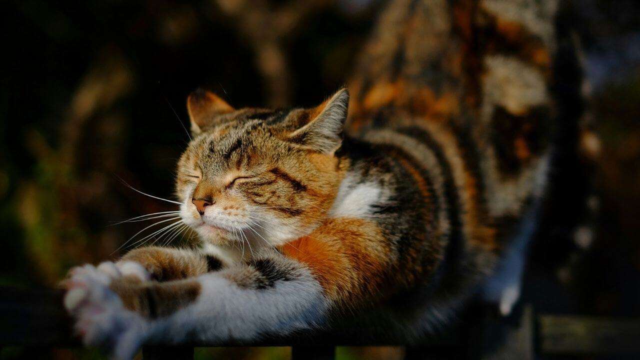 Purré